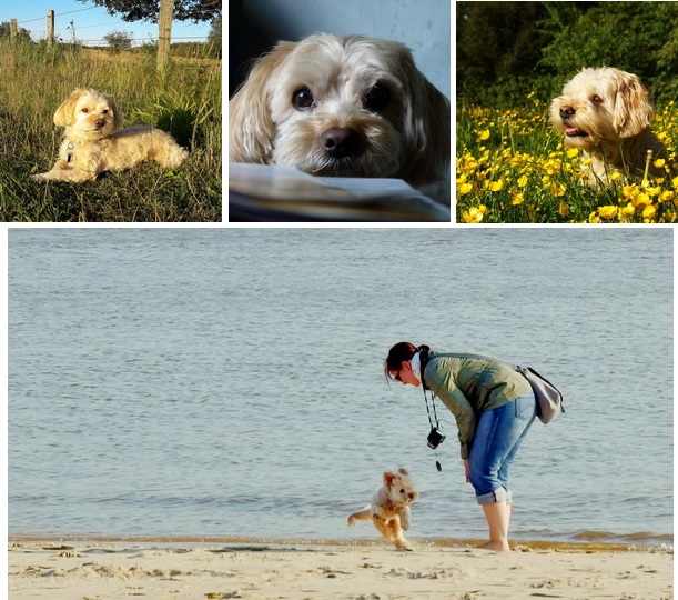 Notfellchen Auf Teneriffa Neity Der Wirbelwind Mit Dem Zarten Herzen
