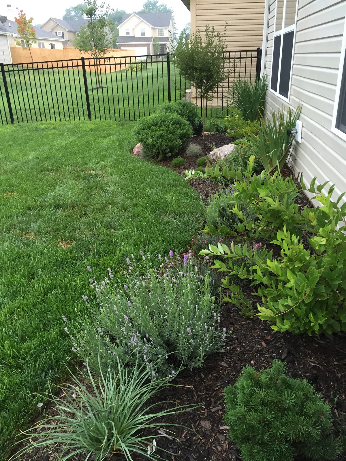 Valentine Bush Creates A Welcome Splash Of Red In Winter Gardens