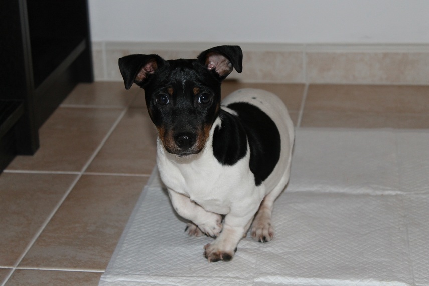 CUOREDICANE: AGGIORNAMENTI E RINNOVO APPELLO!! CUCCIOLO INCROCIO J