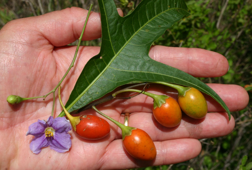 Toowoomba Plants Kangaroo Apple