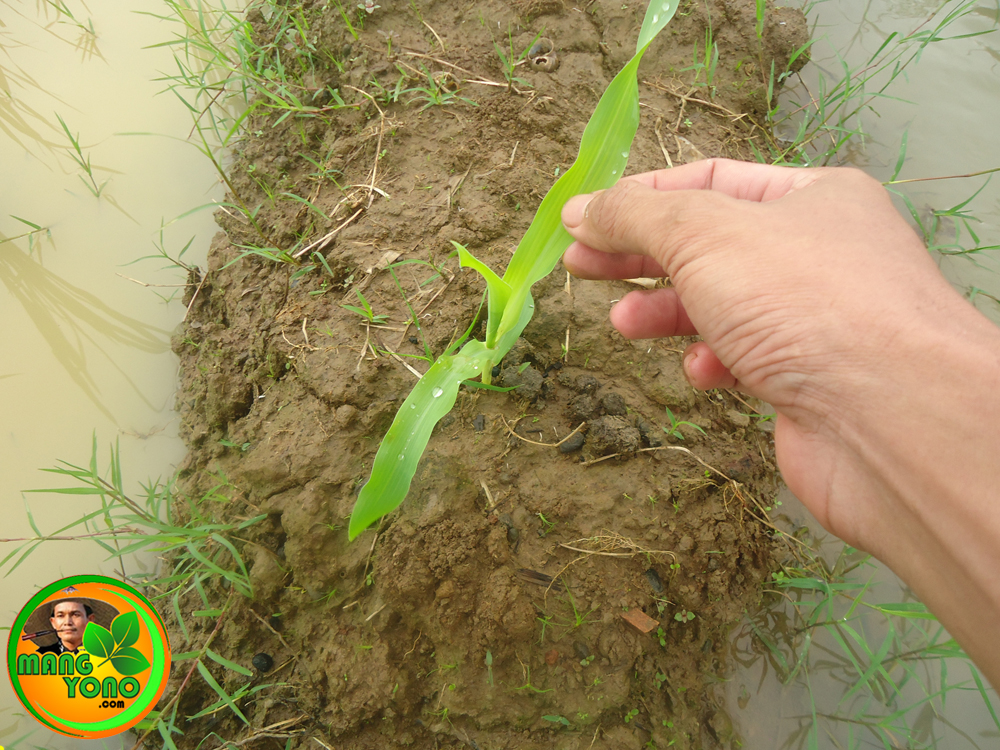 Cara Menanam Jagung Di Pematang Sawah Cara Menanam Jagung Di Pematang Sawah