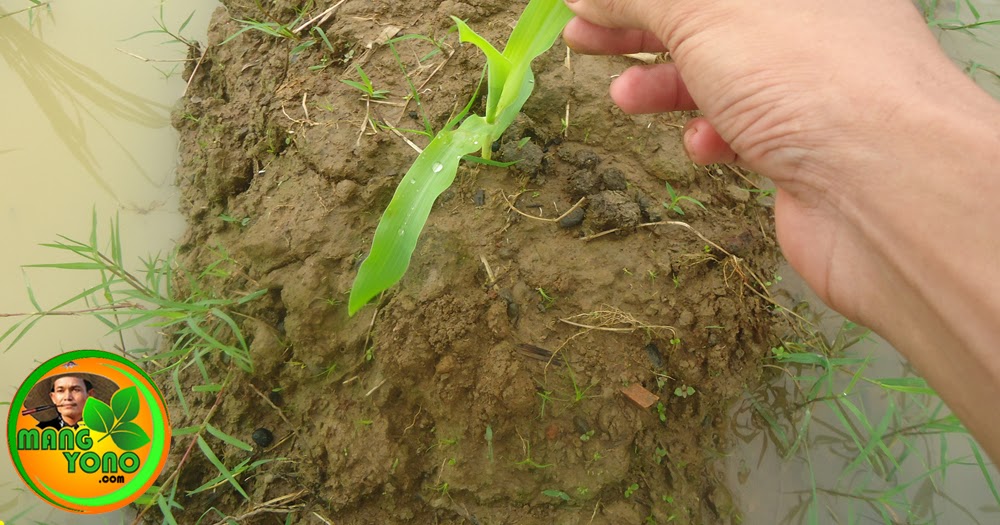 Cara Menanam Jagung Di Pematang Sawah Cara Menanam Jagung Di Pematang Sawah