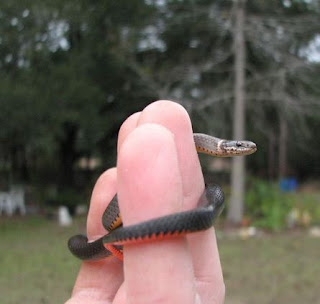 small black snake florida