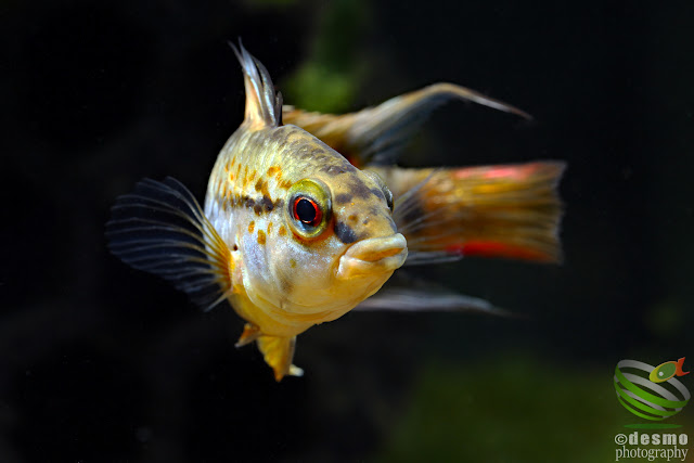 Apistogramma macmasteri / Rio Tame