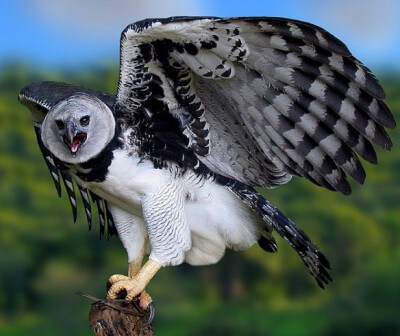 Conoce al águila harpía, el ave más imponente de América
