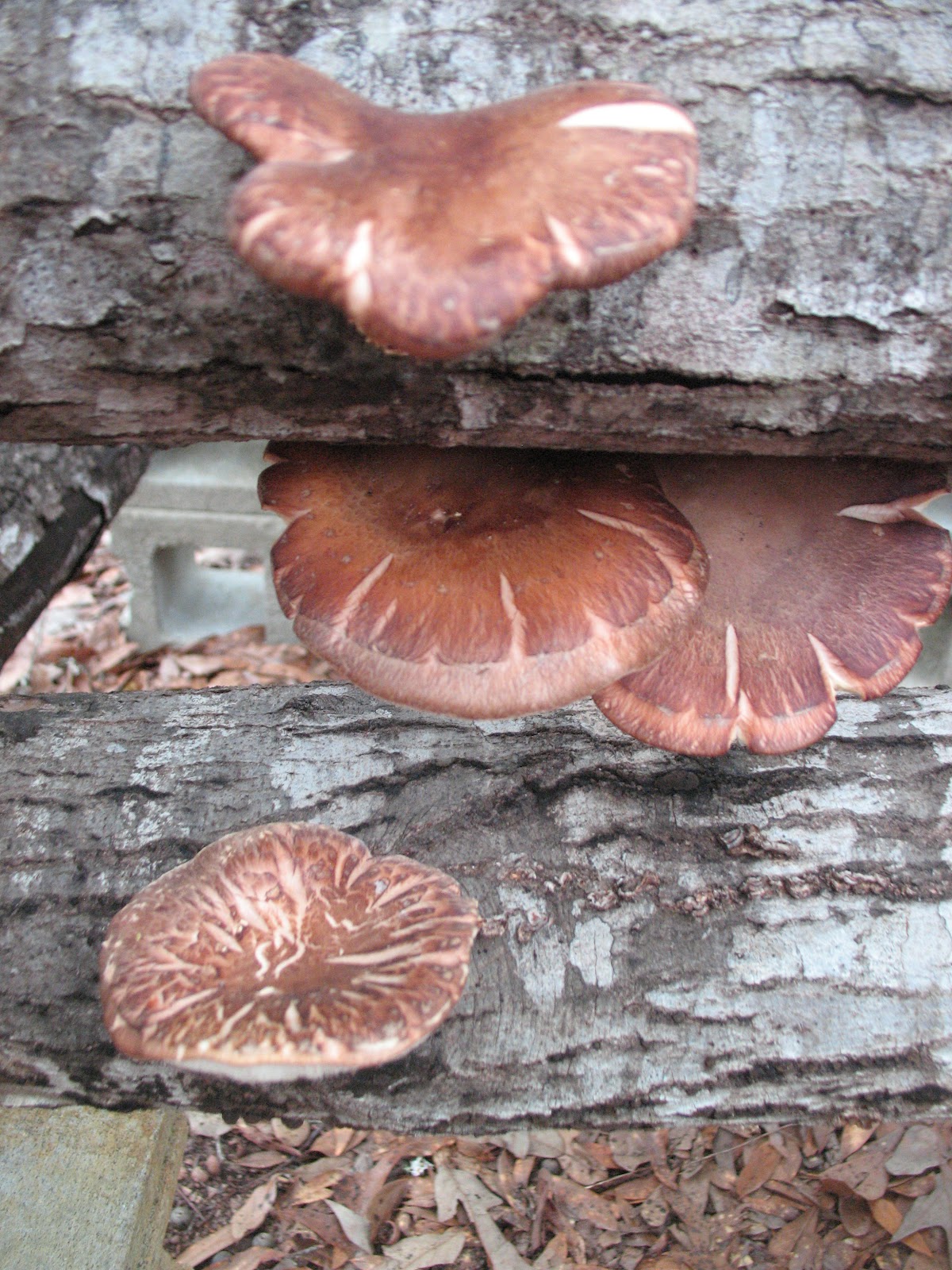 Homestead Life Planting Shiitake Mushrooms