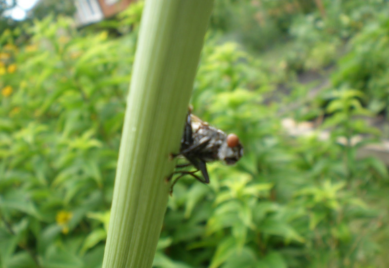 Rattlesnake Master Pollinator Information