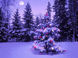 christmas trees wallpapers tree backgrounds desktop outdoor snowy scenes xmas scenery holiday computer cute winter yule scene purple pine nature