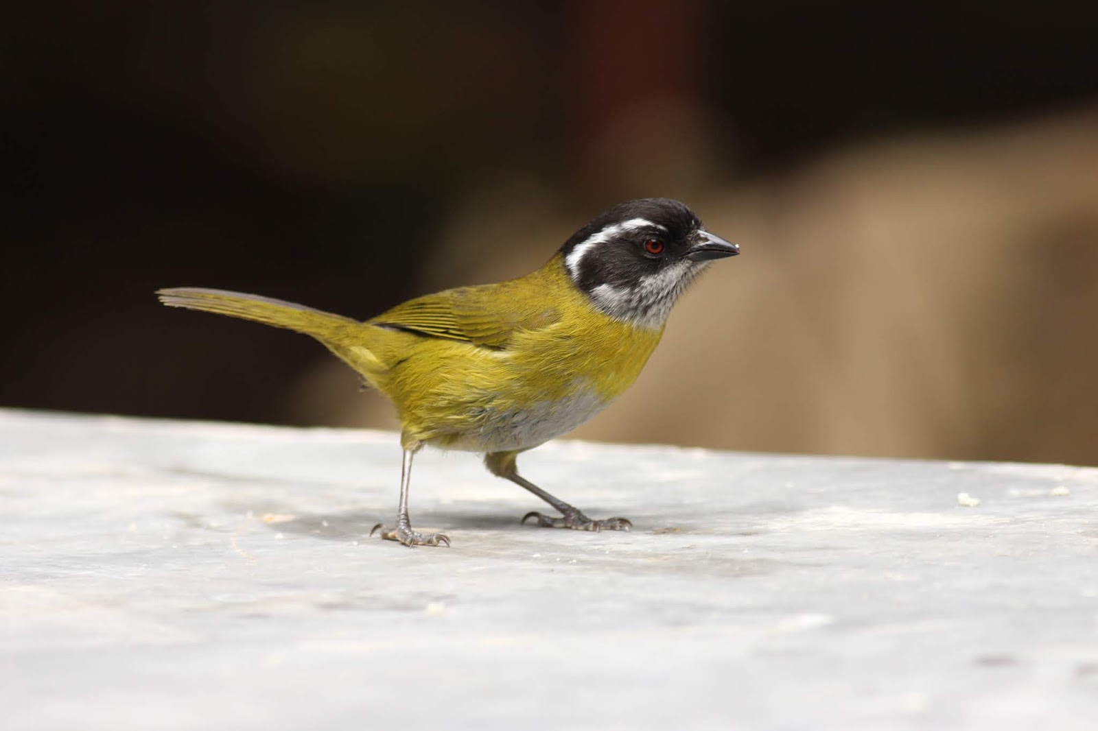 Photographicbirdlistomania Sootycapped Chlorospingus (Chlorospingus