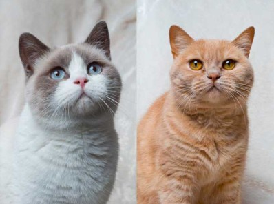 Jenis Jenis Kucing Dari Berbagai Macam Negara Januari 2017