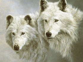 Wallpapers Download: White Wolf Latest Wallpapers 2012 For Desktop