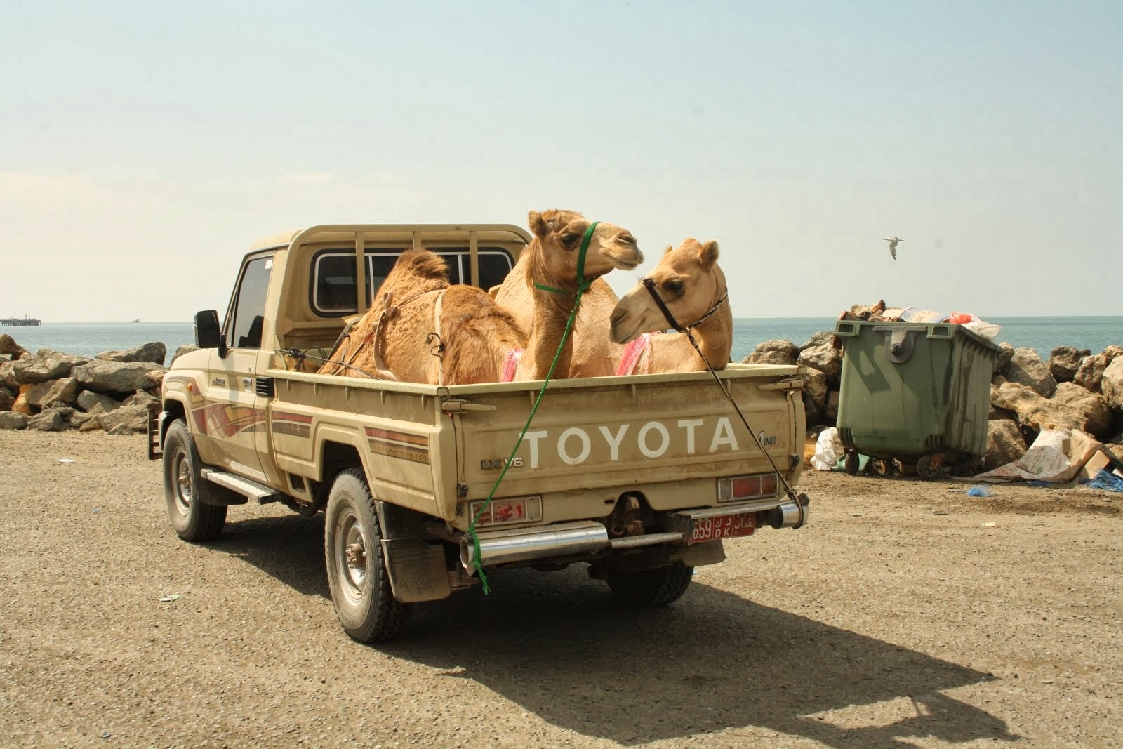 Kamelen op de ferry