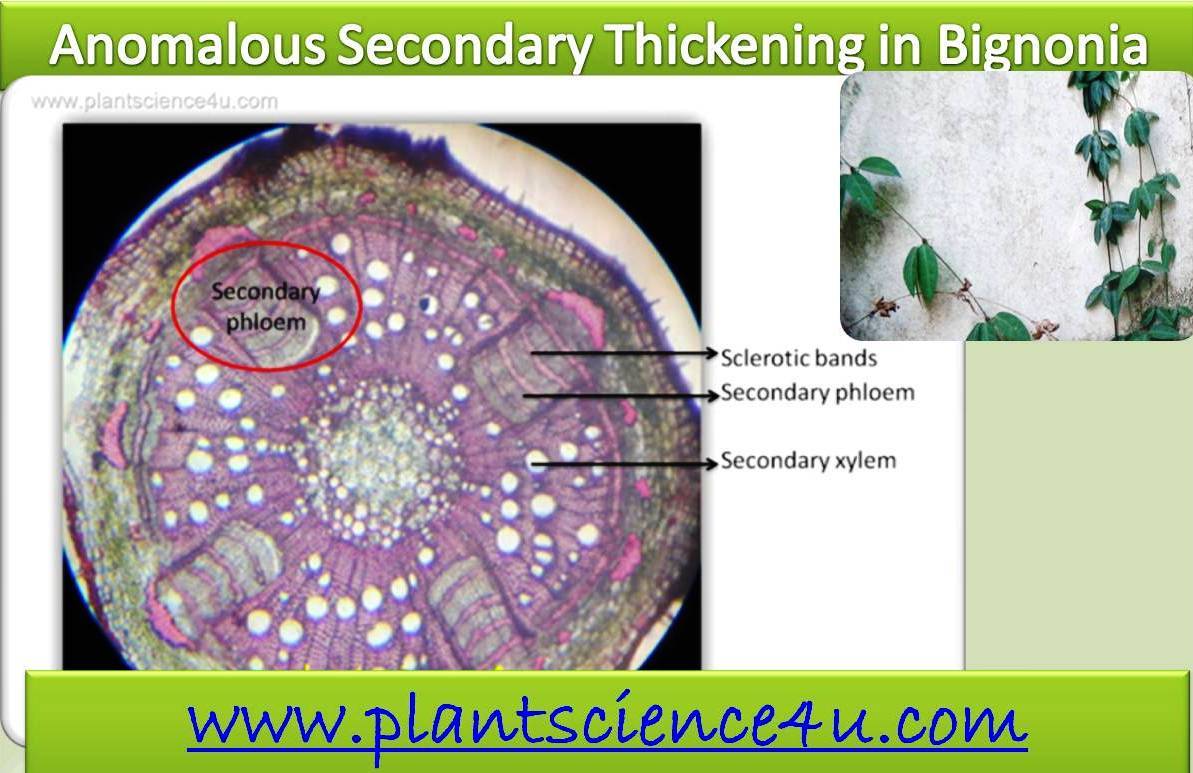 Plant Anatomy Quiz Plant Science Quiz