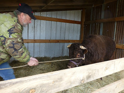 Rural Revolution: Bull roping