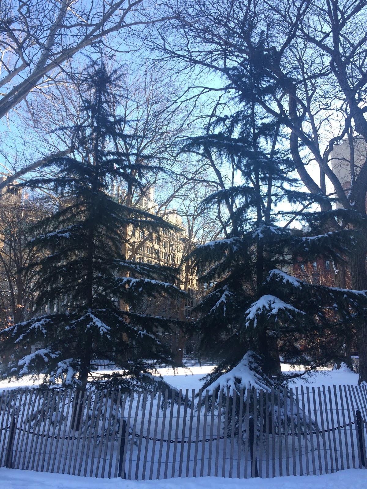 Juniperus Scopulorum Blue Arrow Stock Photo Picture And Rights