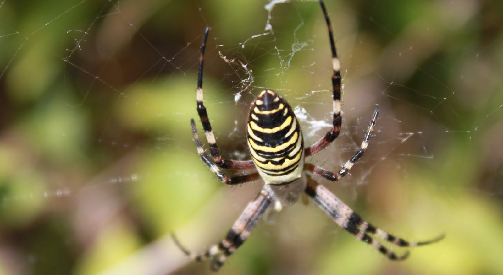 FELIPECHE VIDEO: L'argiope buennichi une des plus belle araignée de France