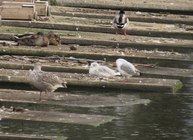 Ring-billed Gull, Preston Marina