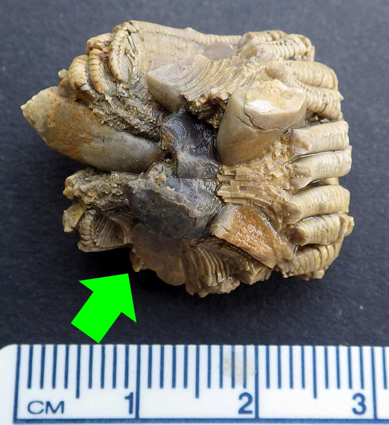 Louisville Fossils and Beyond Pterocrinus acutus Crinoid with Snail Fossil