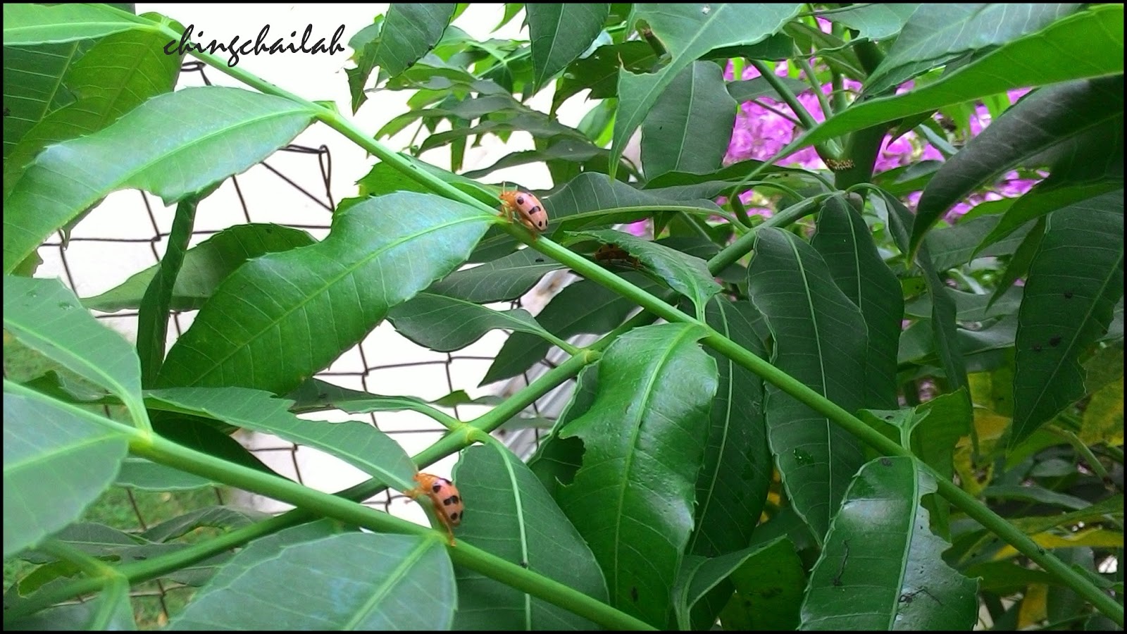 Simple Living In Nancy: My Ambra Tree Attacked By Beetles!