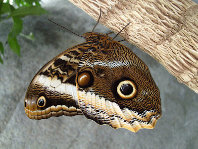 Owl Butterfly - Animal Mimicry