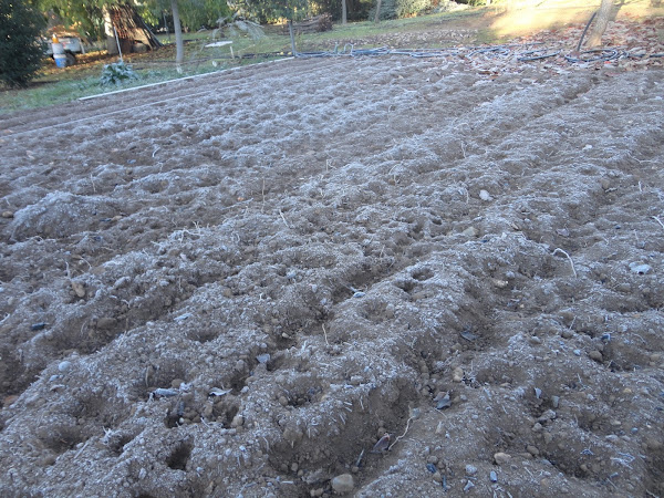 HELADA SOBRE EL TERRENO DESNUDO DE LA HUERTA