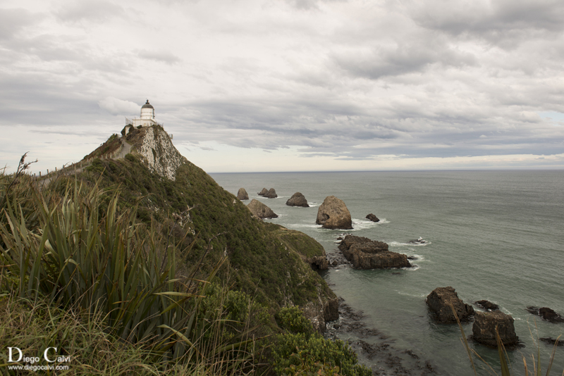 Nueva Zelanda en Campervan - Vuelta al mundo - Blogs de Nueva Zelanda - La Península de Otago (3)