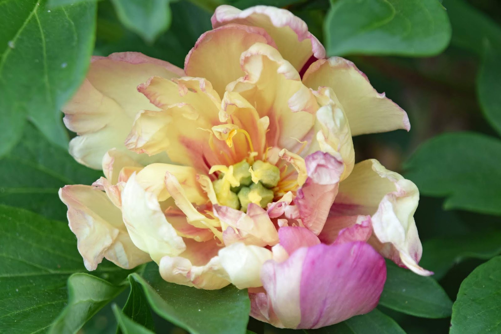 Southern Peony 2019 Intersectional Peonies with Color Block Petals