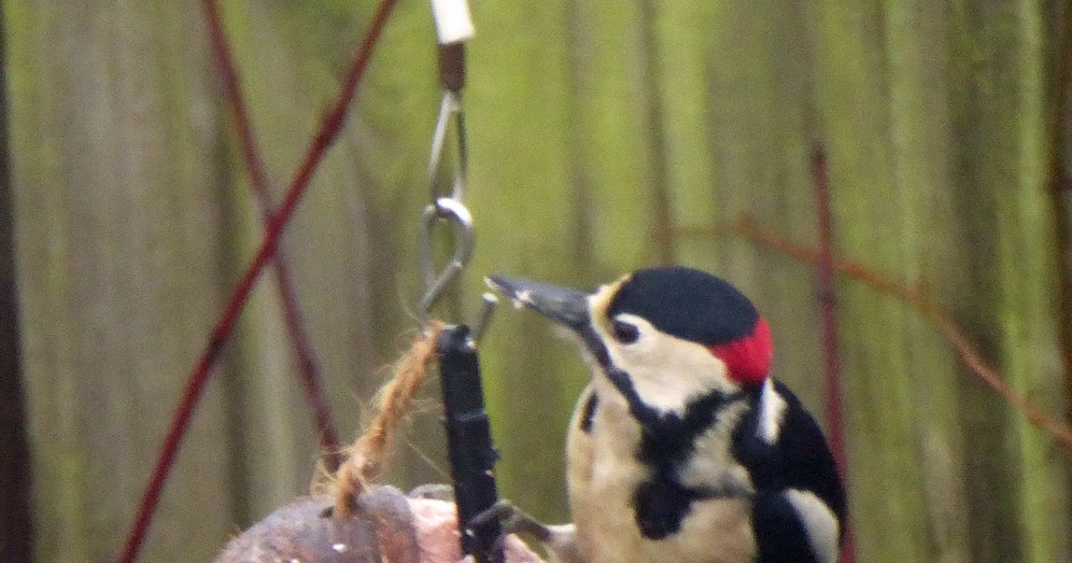 Wild and Wonderful: Great Spotted Woodpecker