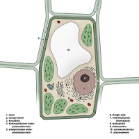 BI2 Oppimisp iv kirja 2013 sienisolun-rakenne-diagram-quizlet