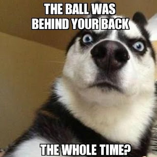 Dog Memes Dog Memes