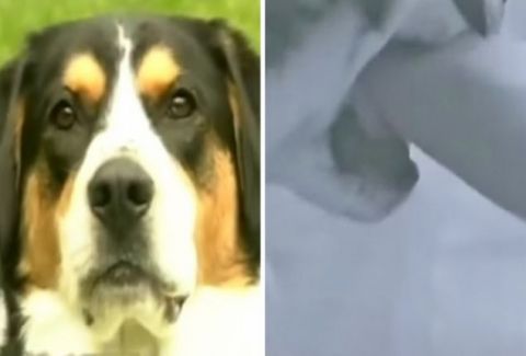 Έκανε ντους όταν ο σκύλος της μπήκε στο μπάνιο και άρχισε να την δαγκώνει και τις έσωσε τη ζωή!