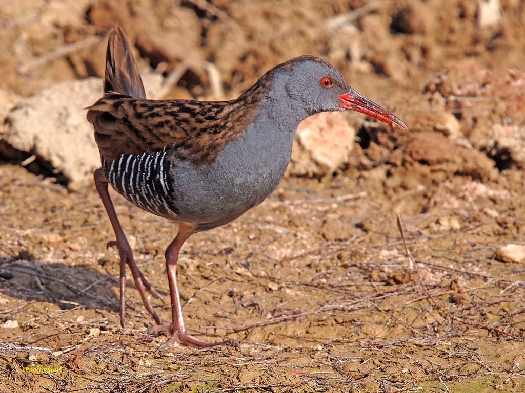 Miguel fotografia: Rascón común o europeo (Rallus aquaticus)