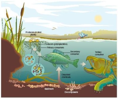 Sungai termasuk ekosistem