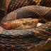 When Snakes Had Four Legs