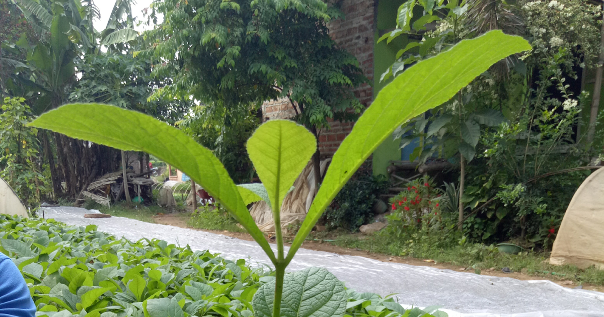 Jual Bibit Pohon Jati Mas Harga Murah - Jual Ikan Koi