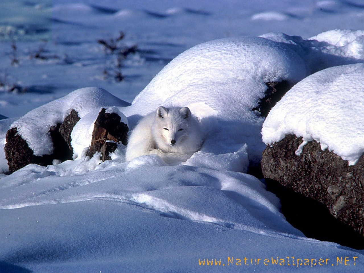 http://2.bp.blogspot.com/-WYIhRoY9JN0/Tv8p4tcqFFI/AAAAAAAACFA/iosExgmgSxc/s1600/Arctic-fox-animal-wallpaper.jpg