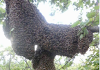 Κόλπο για σύλληψη αφεσμών κατευθείαν απο το δέντρο: Δείτε τι πατέντα έφτιαξε ο μελισσοκόμος