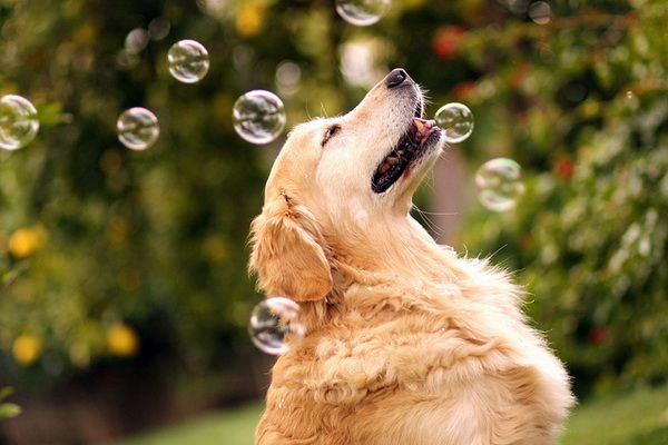 Perro labrador y burbujas