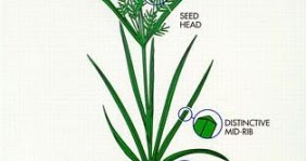 nutsedge