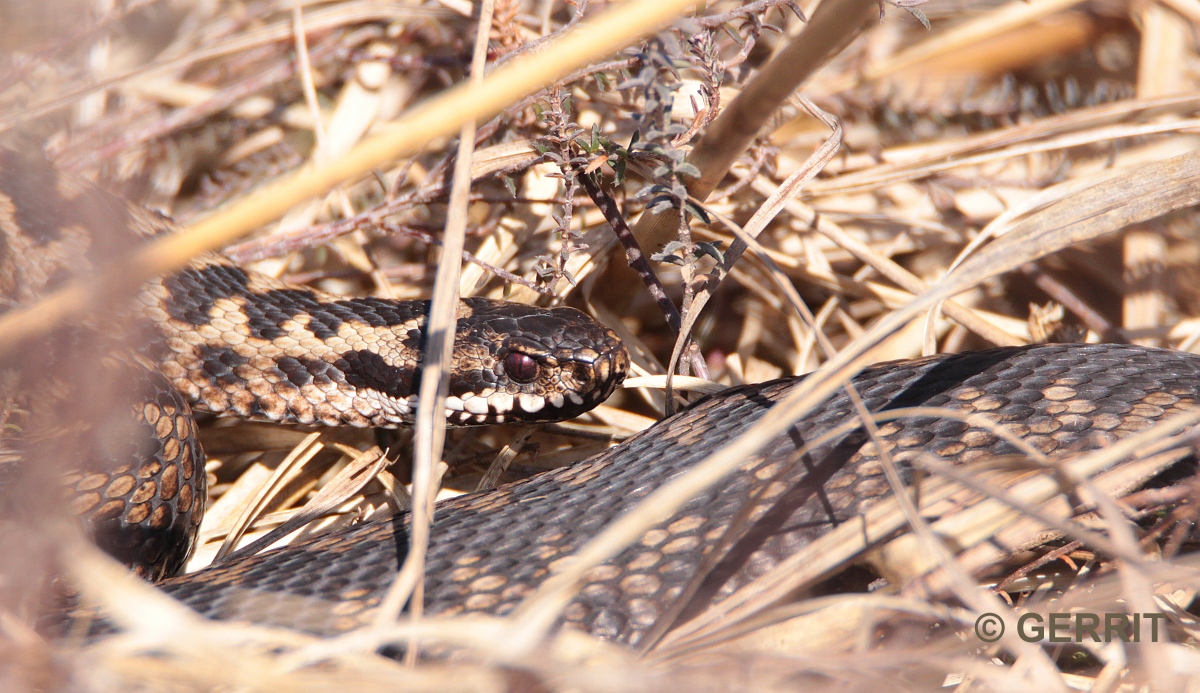 Even iets moois.... Even iets moois nr. 319 een addertje onder het gras...