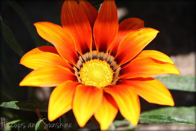 Orange Flower