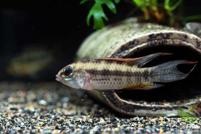 Apistogramma megaptera