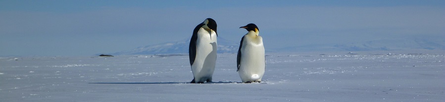 2 emperor penguins on snow
