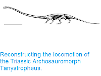 https://sciencythoughts.blogspot.com/2018/03/reconstructing-locomotion-of-triassic.html