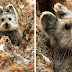 Rare Animal Dubbed As The 'Magic Rabbit' Spotted For The First Time In 20 Years