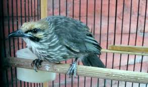 Burung Cucakrowo Info Penting Burung Cucakrowo Tentang Keunggulan Dan Kelemahan Burung Cucakrowo