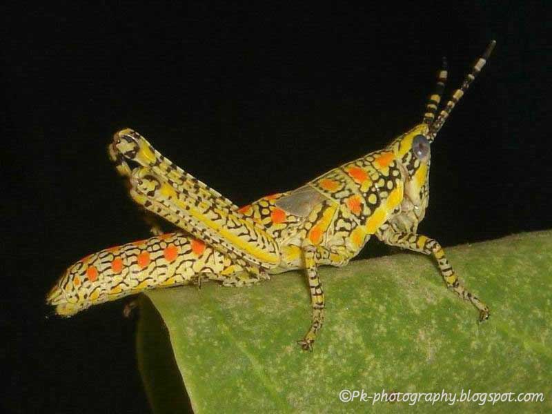 Painted pictus Nature, Cultural, and Travel