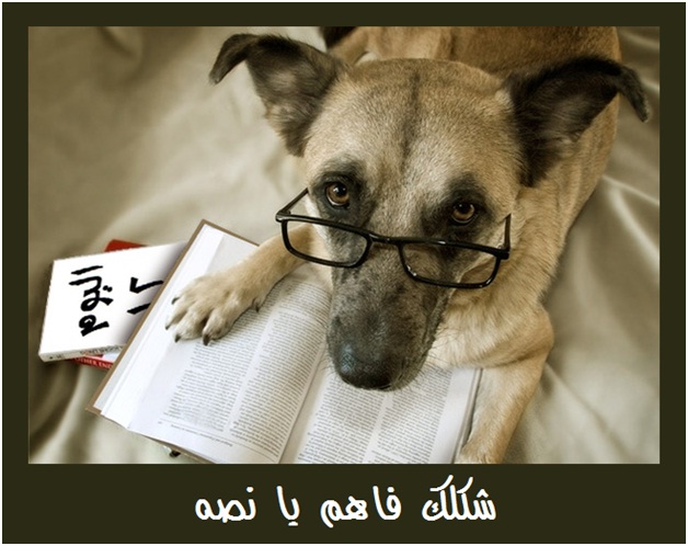 كتاب يوميات في السيرك بقلم ناني محسن اليوم 12 شكلك فاهم يا نصه