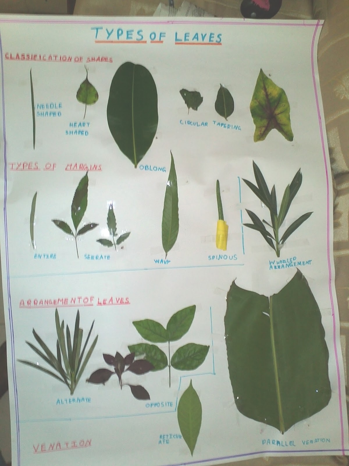 Jessy- My blog: my biology project on types of leaves