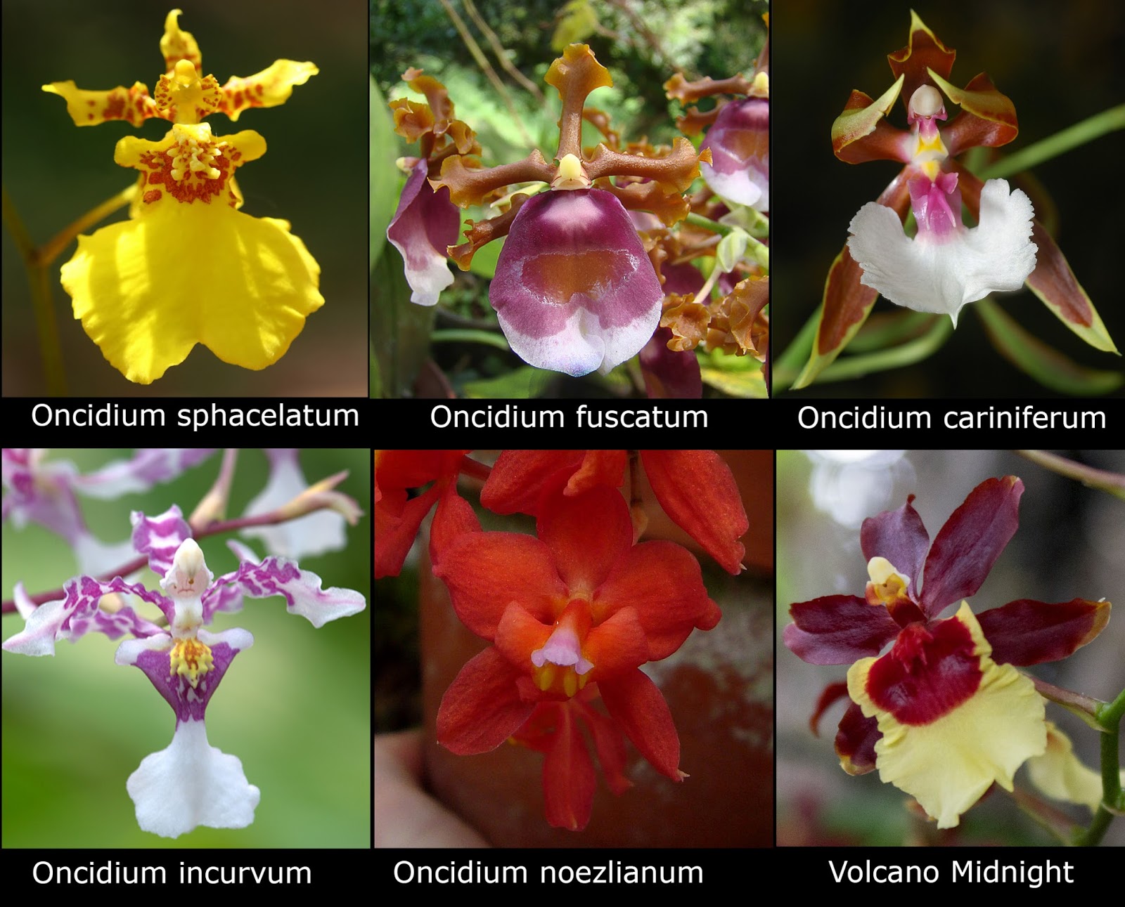Maria #39 s Orchids: Oncidium Volcano Midnight #39 Volcano Queen #39